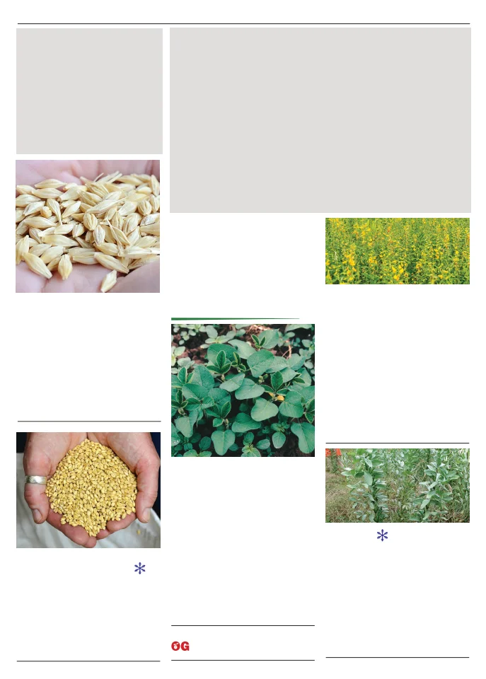 Territorial Seed Company Territorial Seed 2026 Spring Catalog - Page 103