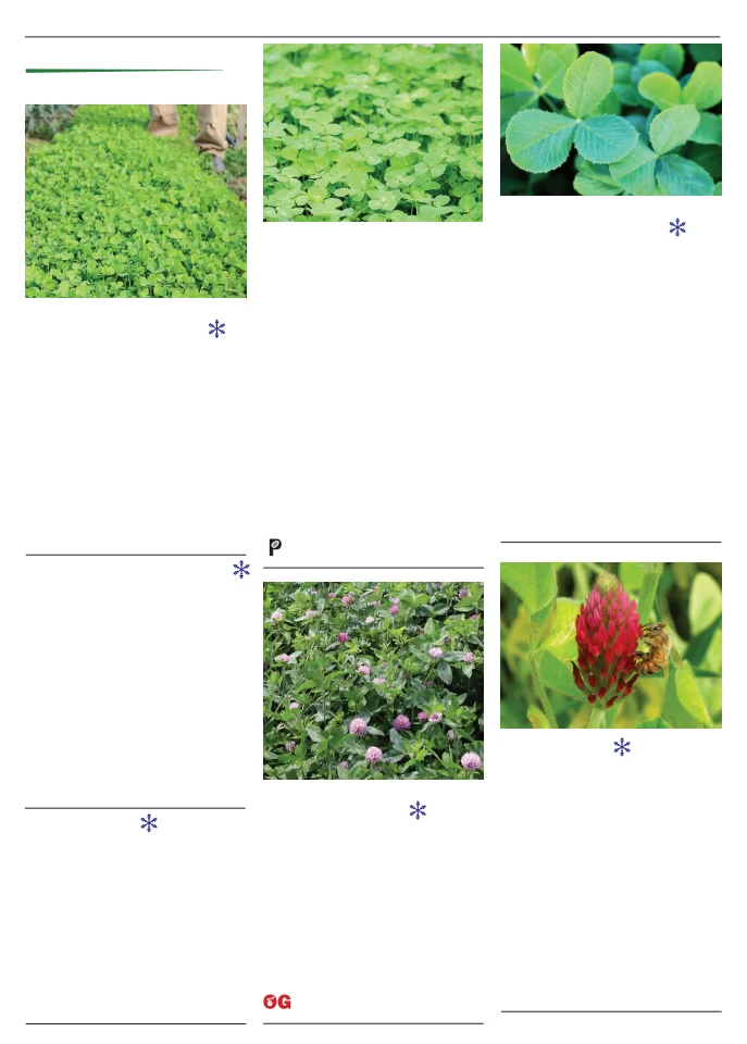 Territorial Seed Company Territorial Seed 2026 Spring Catalog - Page 104