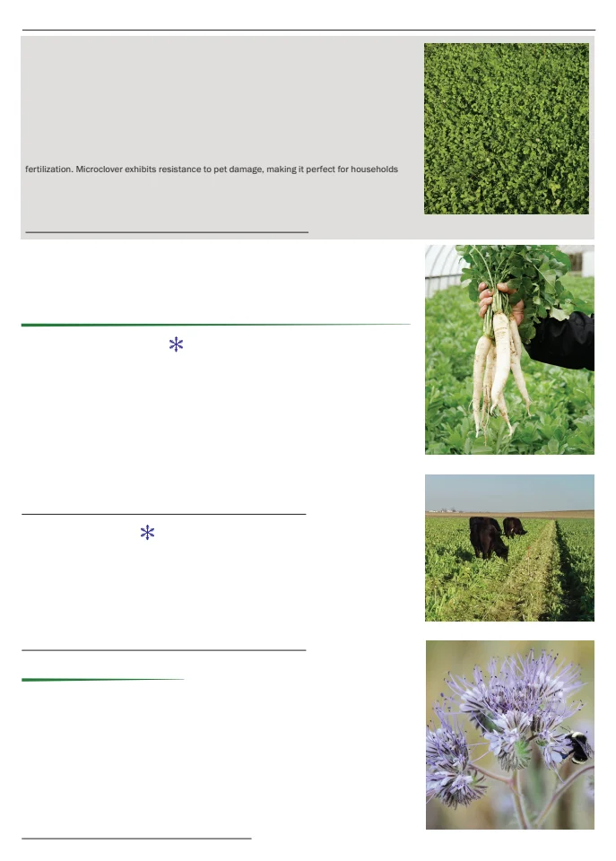 Territorial Seed Company Territorial Seed 2026 Spring Catalog - Page 105