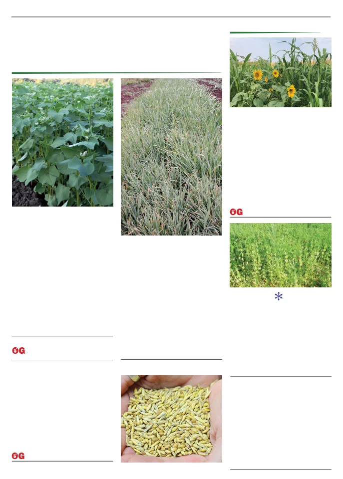 Territorial Seed Company Territorial Seed 2026 Spring Catalog - Page 106