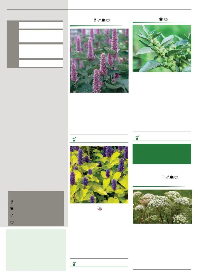 Territorial Seed Company Territorial Seed 2026 Spring Catalog - Page 107