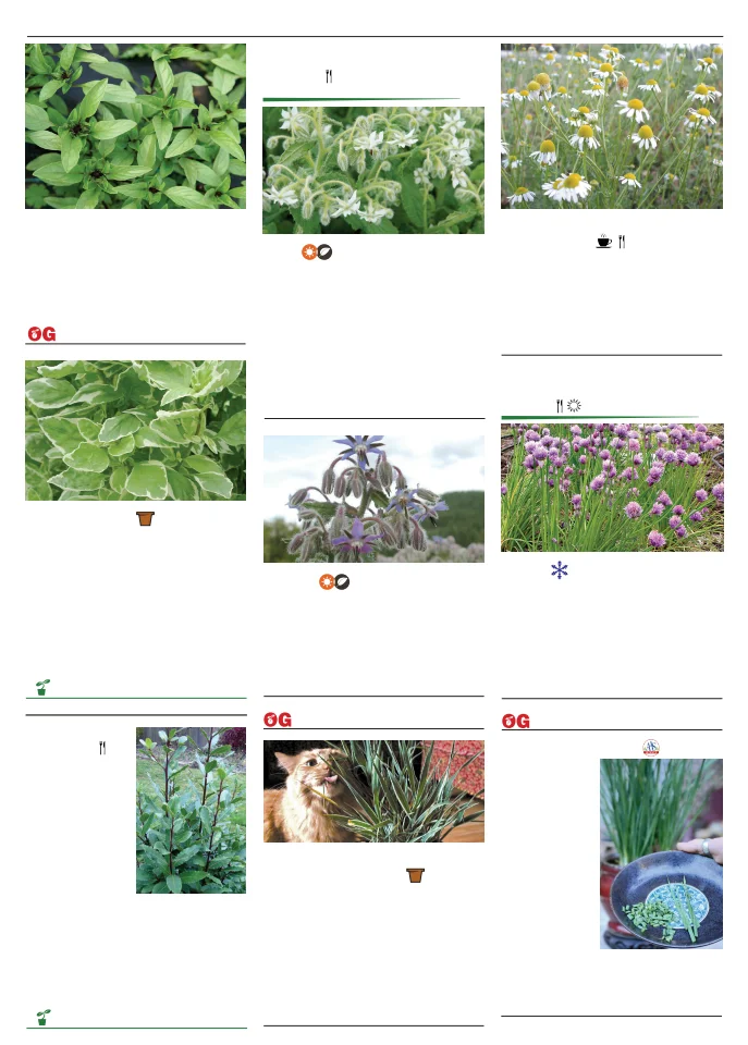 Territorial Seed Company Territorial Seed 2026 Spring Catalog - Page 109