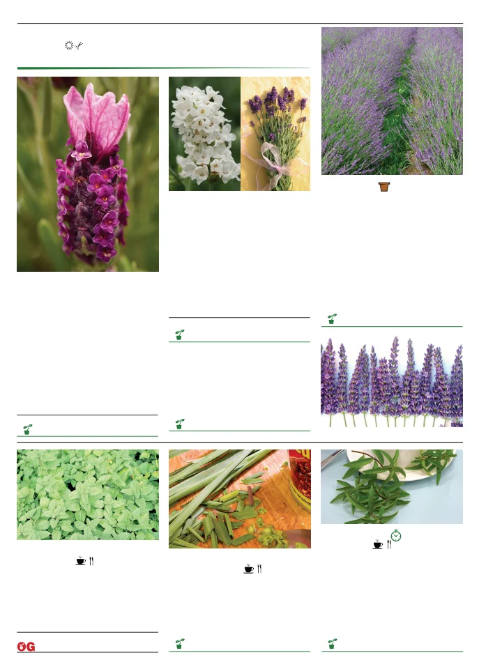 Territorial Seed Company Territorial Seed 2026 Spring Catalog - Page 111