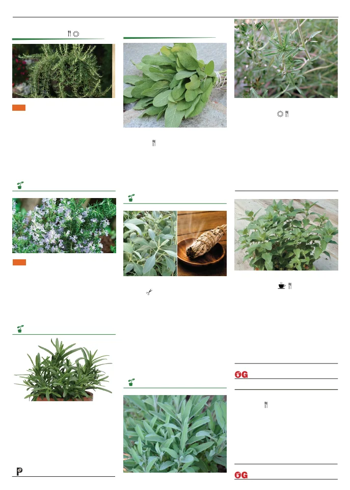 Territorial Seed Company Territorial Seed 2026 Spring Catalog - Page 113