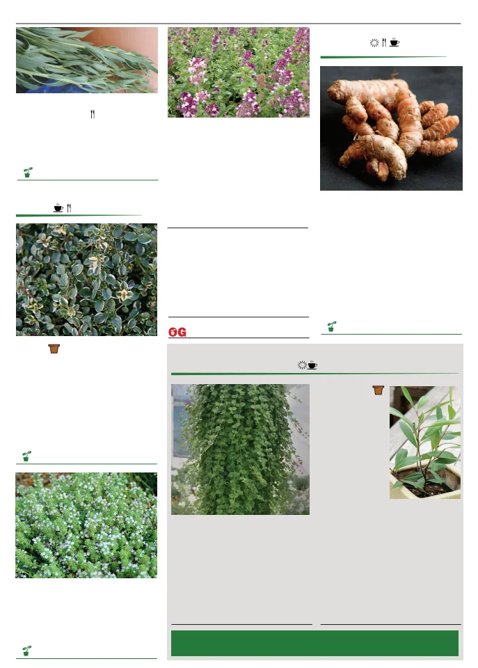 Territorial Seed Company Territorial Seed 2026 Spring Catalog - Page 114