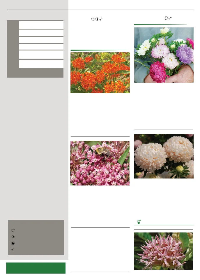Territorial Seed Company Territorial Seed 2026 Spring Catalog - Page 115