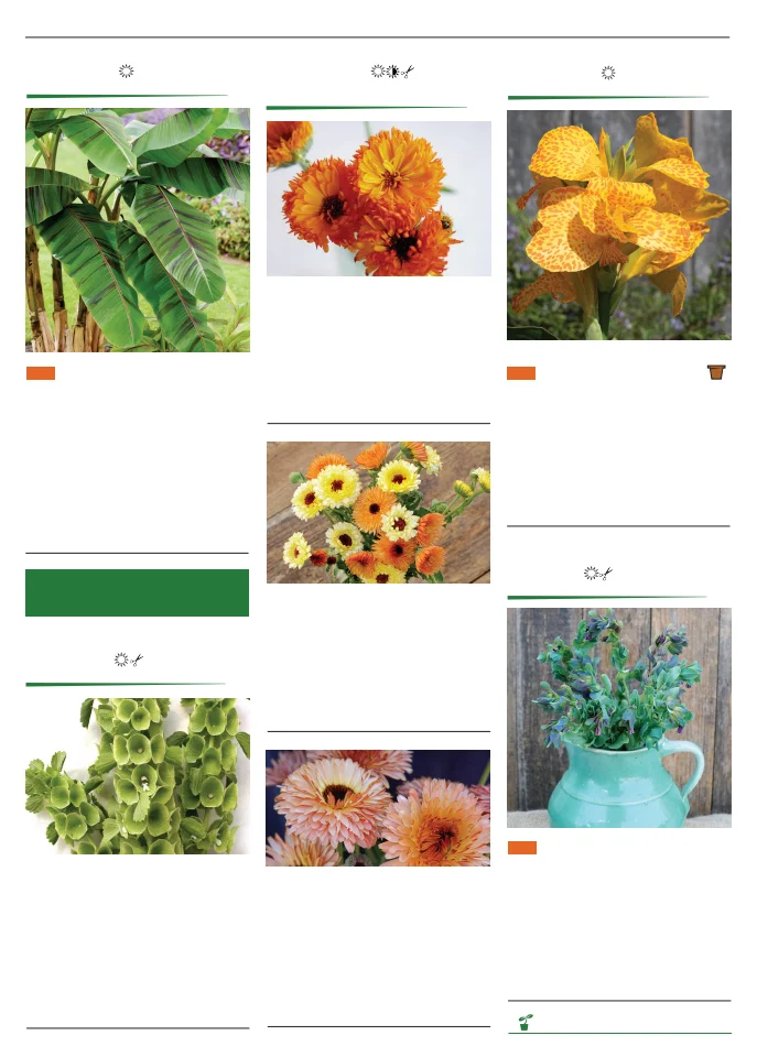 Territorial Seed Company Territorial Seed 2026 Spring Catalog - Page 116
