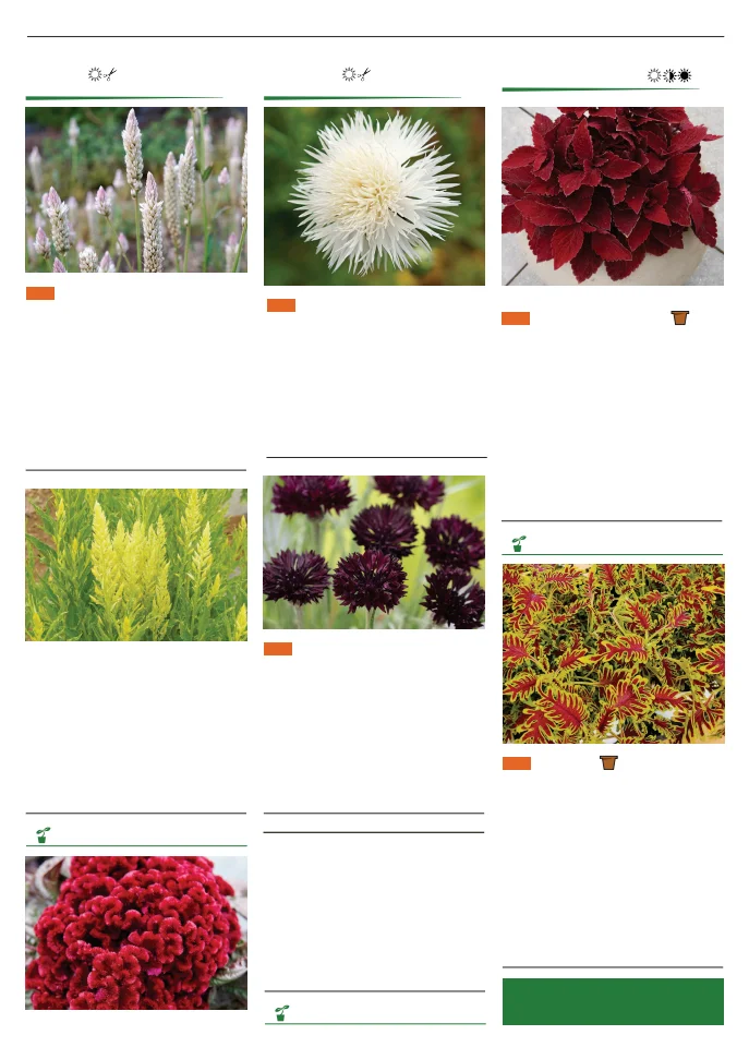 Territorial Seed Company Territorial Seed 2026 Spring Catalog - Page 117