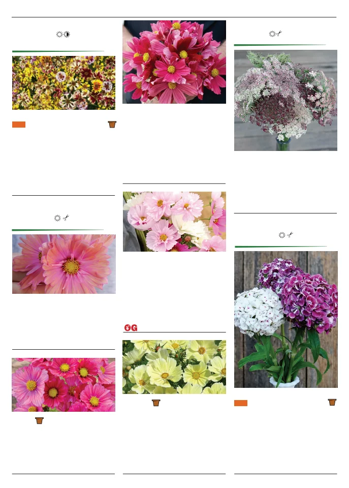 Territorial Seed Company Territorial Seed 2026 Spring Catalog - Page 118