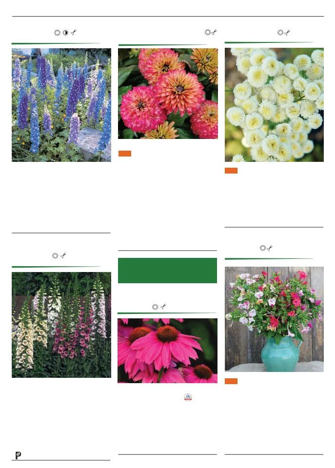 Territorial Seed Company Territorial Seed 2026 Spring Catalog - Page 119
