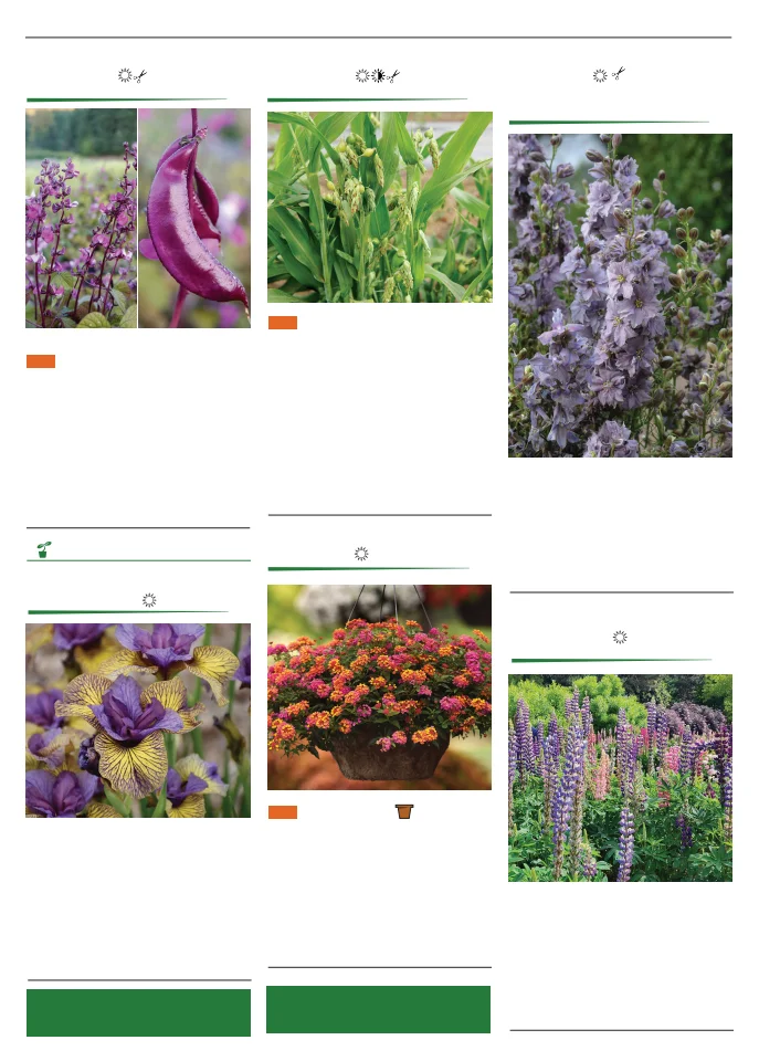 Territorial Seed Company Territorial Seed 2026 Spring Catalog - Page 120