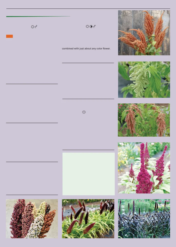 Territorial Seed Company Territorial Seed 2026 Spring Catalog - Page 121
