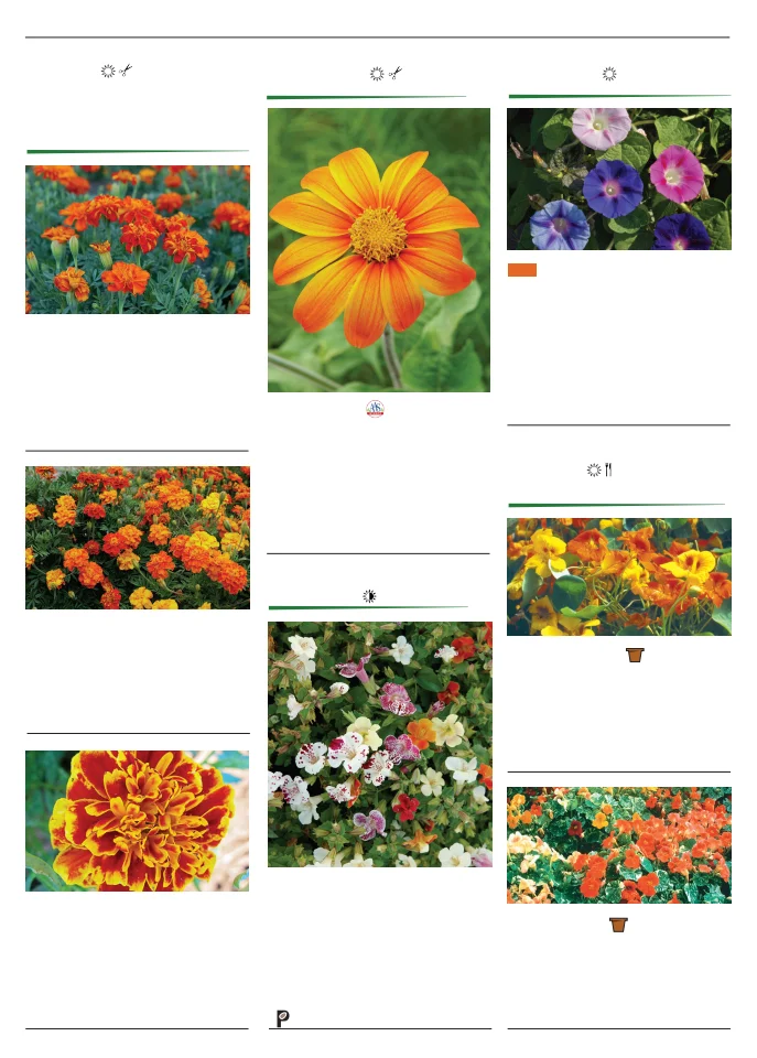 Territorial Seed Company Territorial Seed 2026 Spring Catalog - Page 122