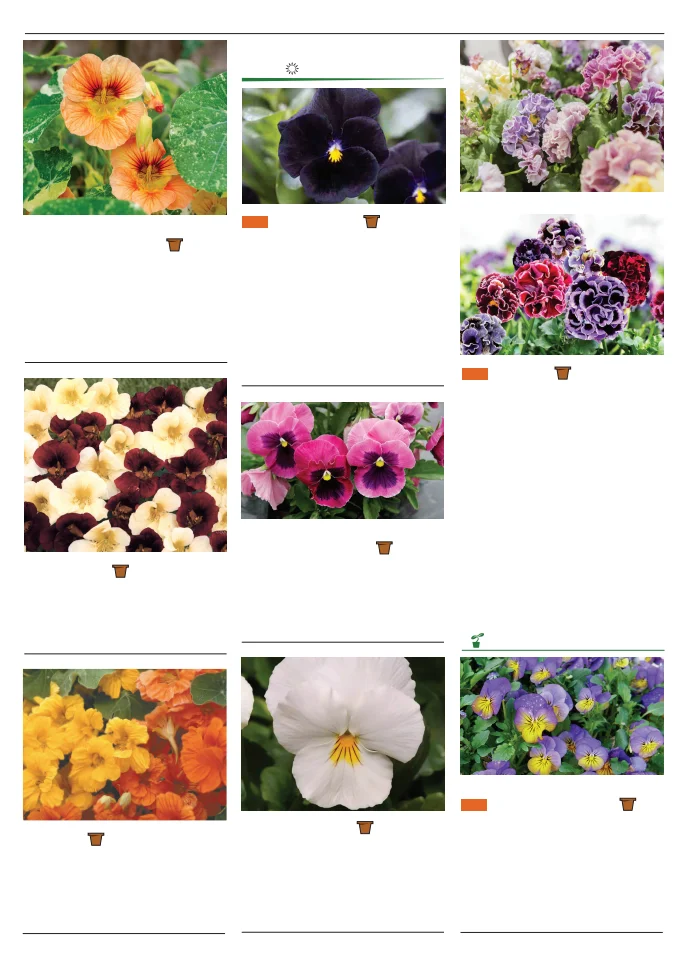 Territorial Seed Company Territorial Seed 2026 Spring Catalog - Page 123