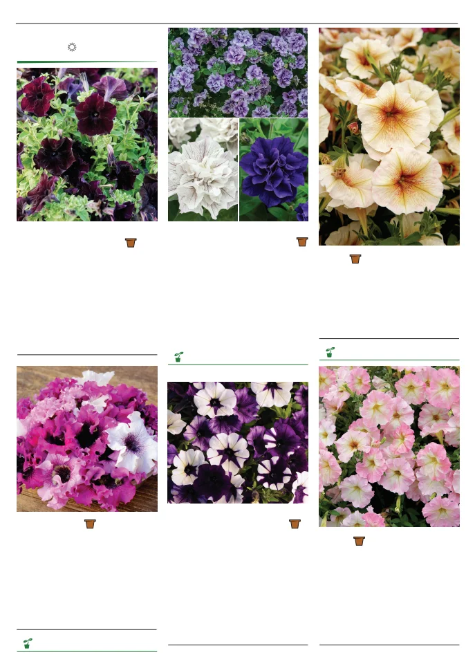 Territorial Seed Company Territorial Seed 2026 Spring Catalog - Page 124