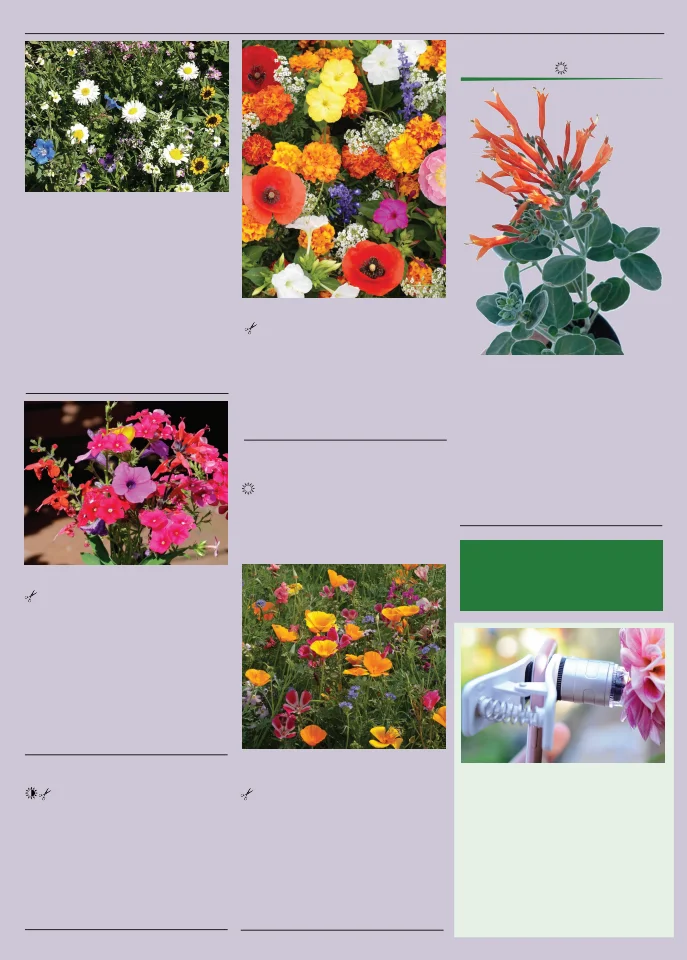 Territorial Seed Company Territorial Seed 2026 Spring Catalog - Page 127