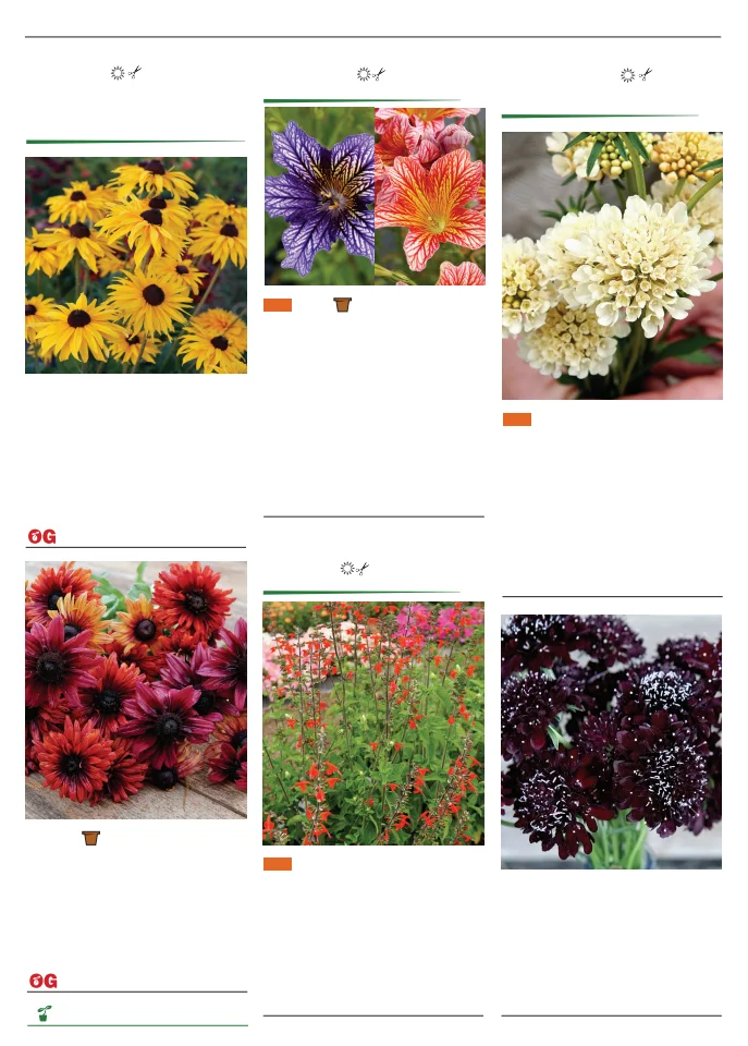 Territorial Seed Company Territorial Seed 2026 Spring Catalog - Page 128