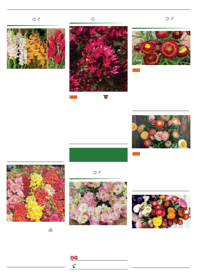 Territorial Seed Company Territorial Seed 2026 Spring Catalog - Page 129