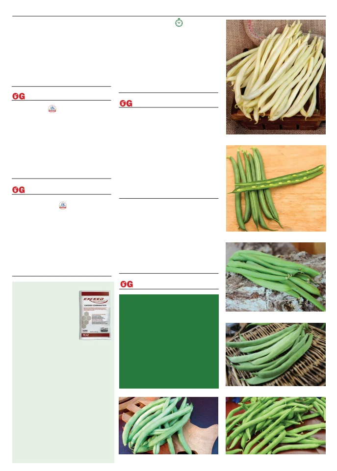 Territorial Seed Company Territorial Seed 2026 Spring Catalog - Page 13