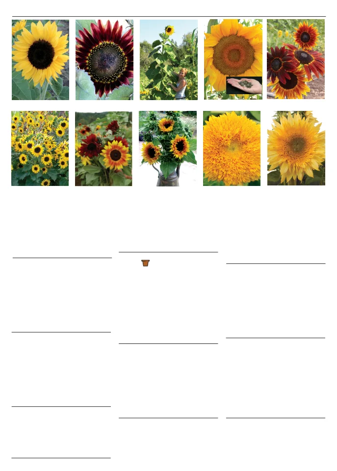 Territorial Seed Company Territorial Seed 2026 Spring Catalog - Page 131