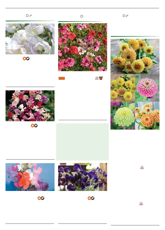 Territorial Seed Company Territorial Seed 2026 Spring Catalog - Page 132