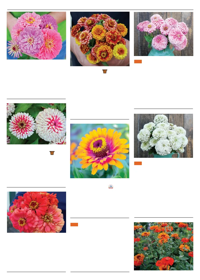 Territorial Seed Company Territorial Seed 2026 Spring Catalog - Page 133