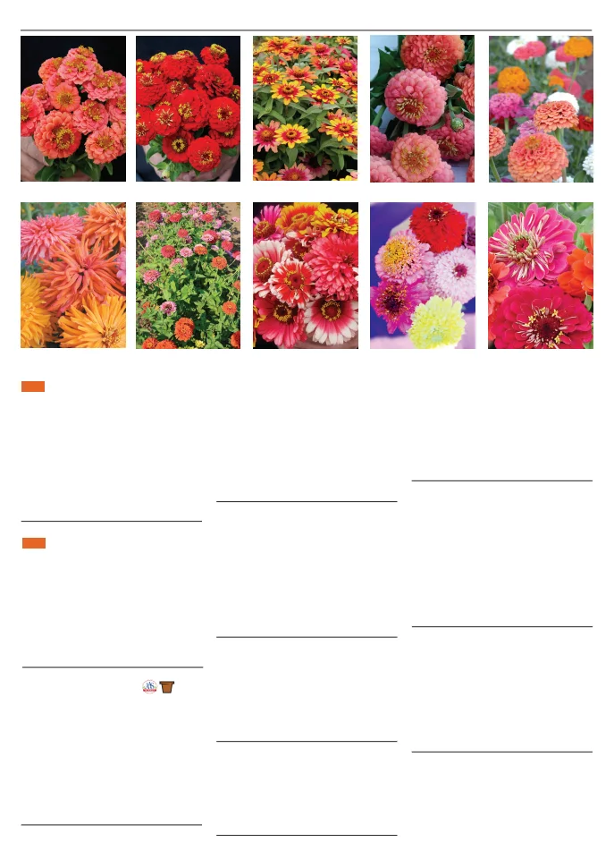 Territorial Seed Company Territorial Seed 2026 Spring Catalog - Page 134