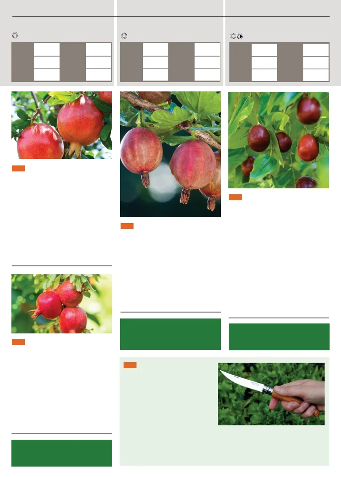 Territorial Seed Company Territorial Seed 2026 Spring Catalog - Page 135