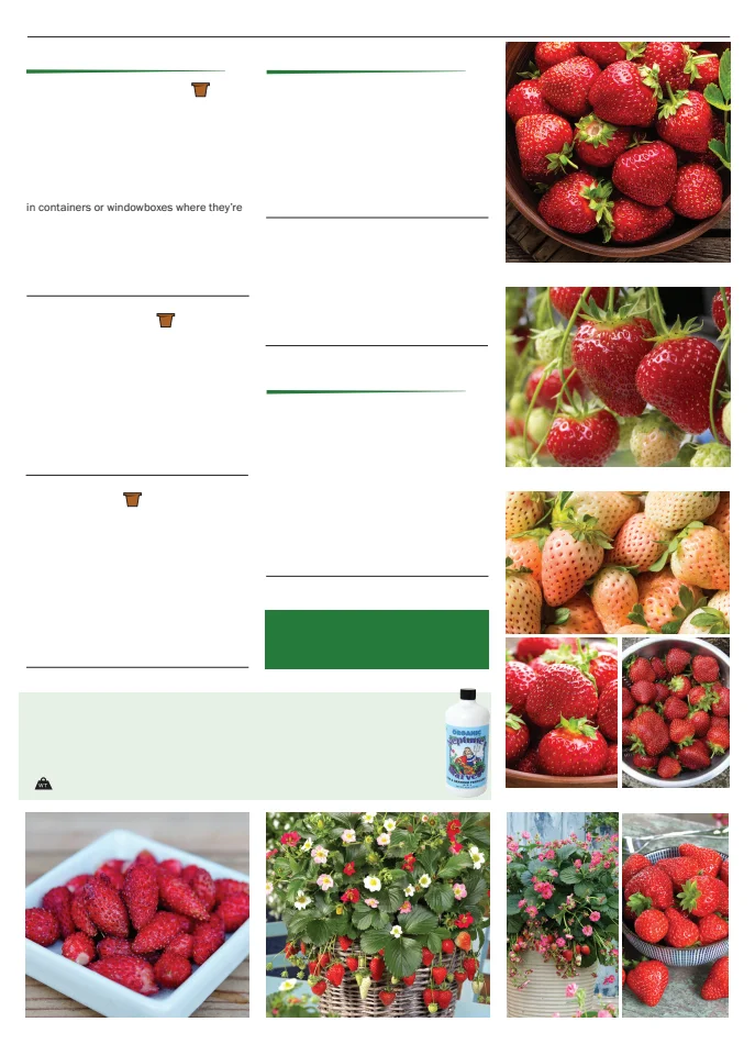 Territorial Seed Company Territorial Seed 2026 Spring Catalog - Page 137
