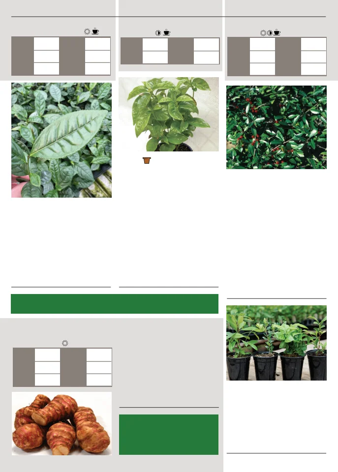 Territorial Seed Company Territorial Seed 2026 Spring Catalog - Page 142