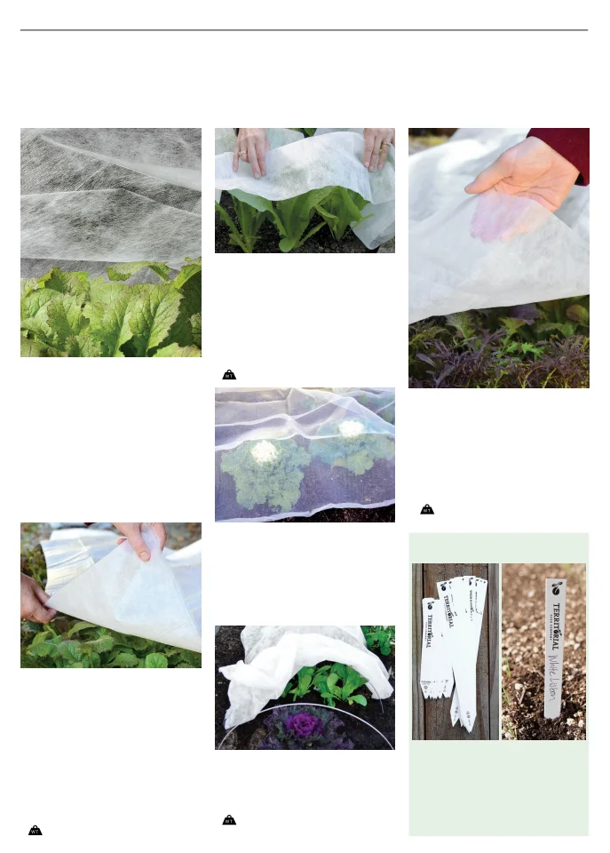 Territorial Seed Company Territorial Seed 2026 Spring Catalog - Page 148