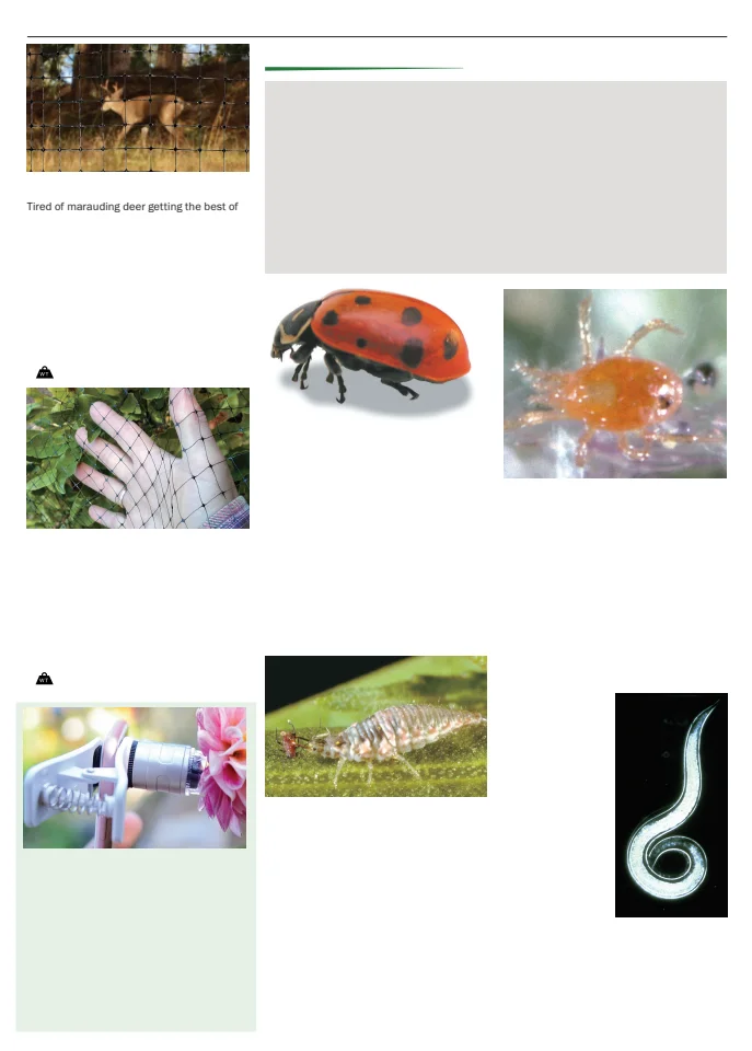Territorial Seed Company Territorial Seed 2026 Spring Catalog - Page 153