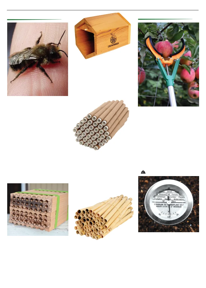Territorial Seed Company Territorial Seed 2026 Spring Catalog - Page 154