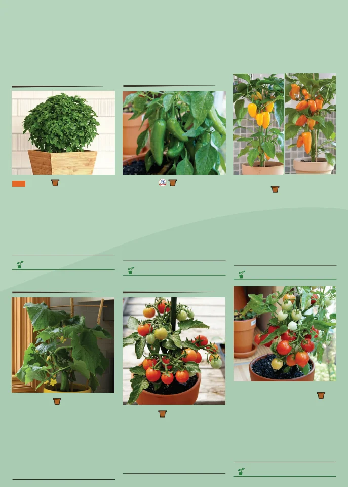Territorial Seed Company Territorial Seed 2026 Spring Catalog - Page 156