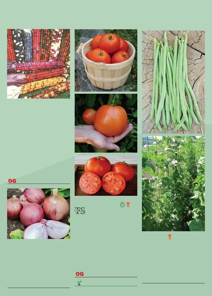 Territorial Seed Company Territorial Seed 2026 Spring Catalog - Page 159