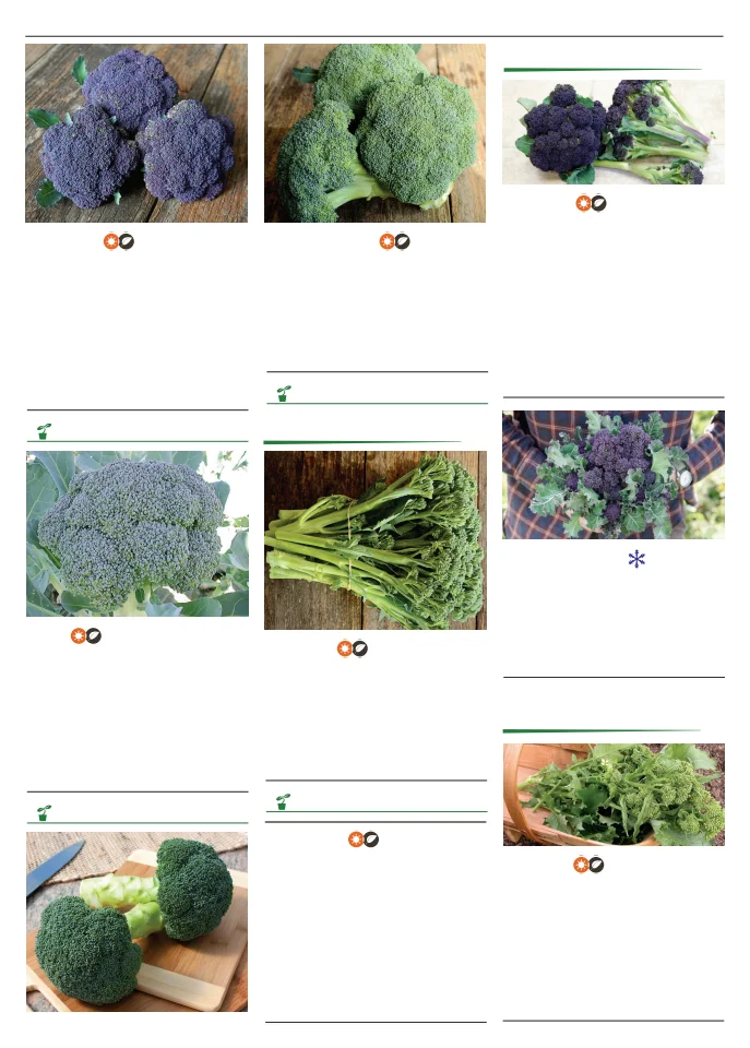 Territorial Seed Company Territorial Seed 2026 Spring Catalog - Page 18