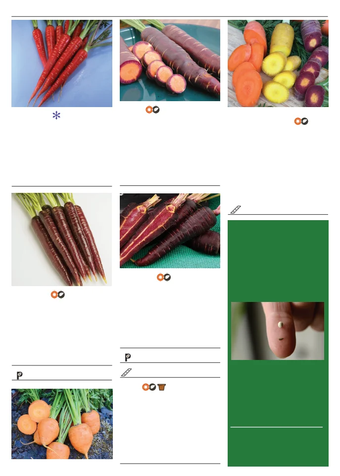 Territorial Seed Company Territorial Seed 2026 Spring Catalog - Page 24