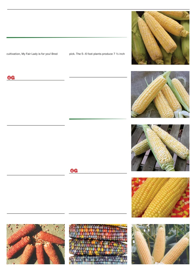 Territorial Seed Company Territorial Seed 2026 Spring Catalog - Page 29