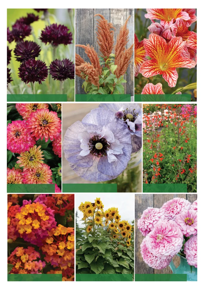 Territorial Seed Company Territorial Seed 2026 Spring Catalog - Page 3