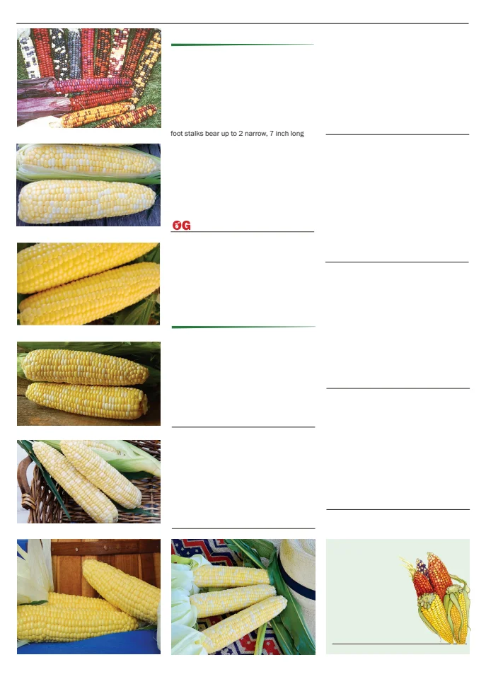 Territorial Seed Company Territorial Seed 2026 Spring Catalog - Page 30