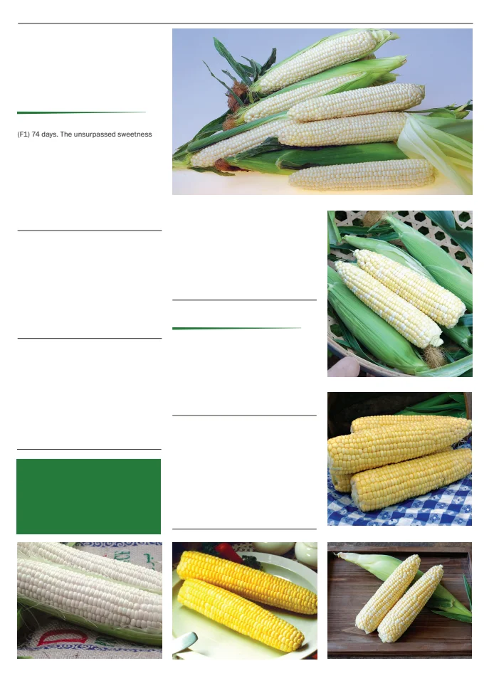 Territorial Seed Company Territorial Seed 2026 Spring Catalog - Page 31