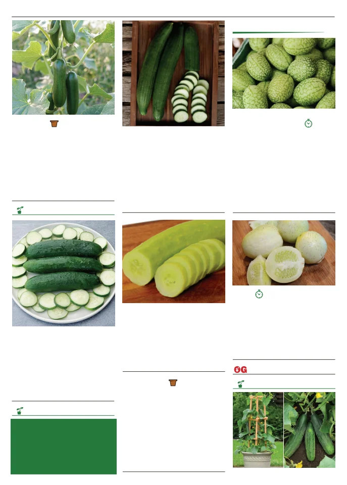 Territorial Seed Company Territorial Seed 2026 Spring Catalog - Page 34