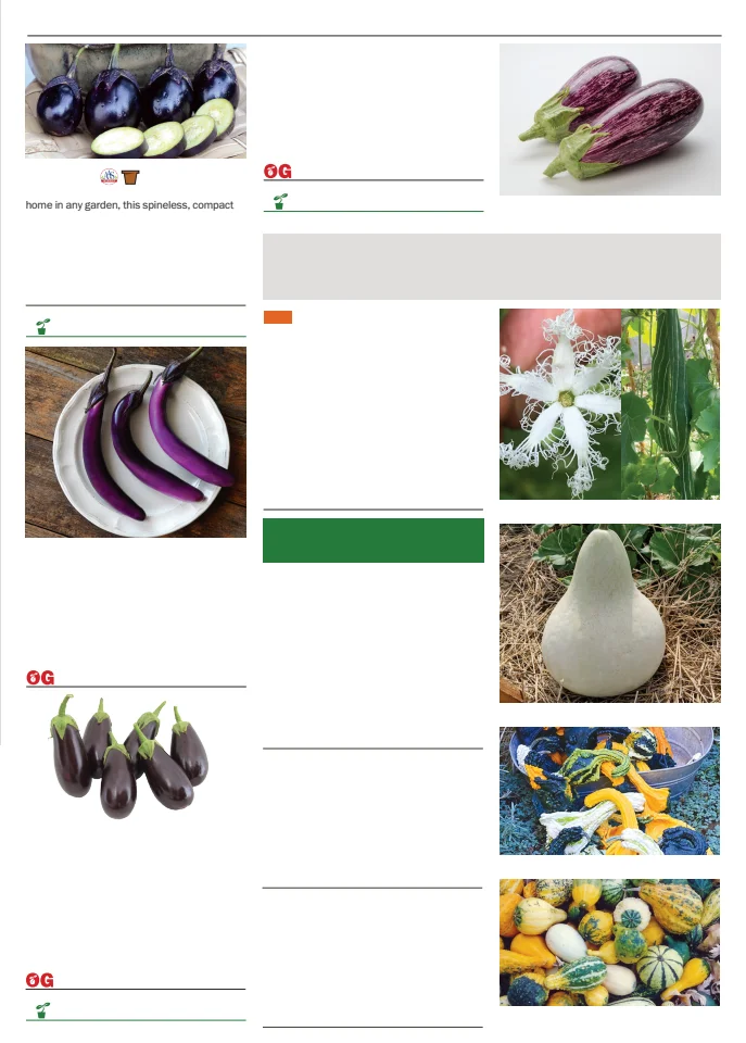 Territorial Seed Company Territorial Seed 2026 Spring Catalog - Page 37