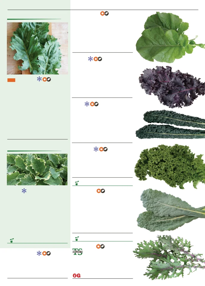 Territorial Seed Company Territorial Seed 2026 Spring Catalog - Page 43