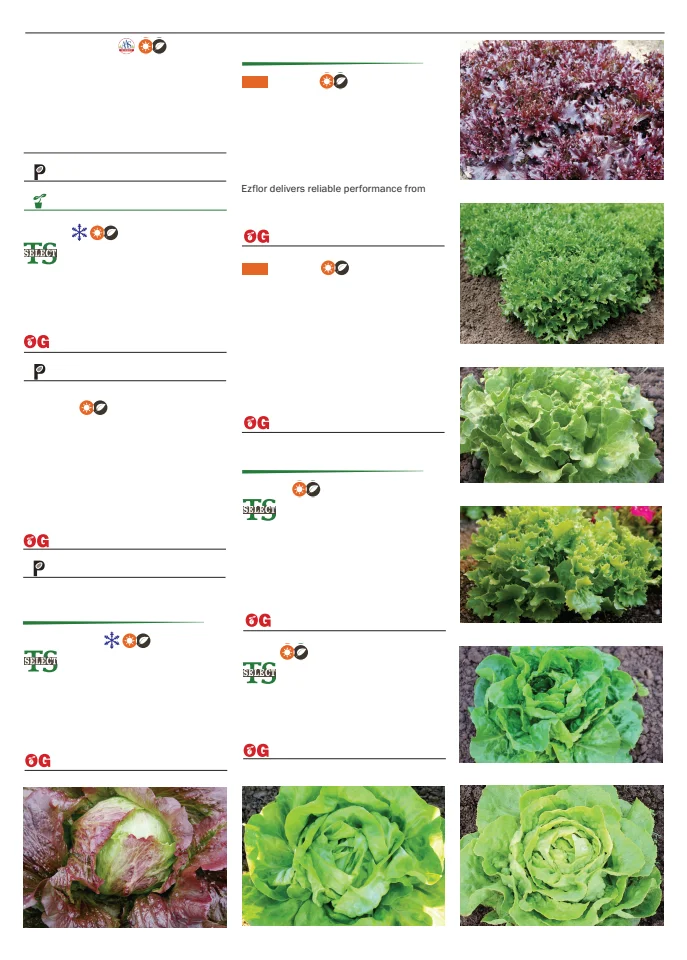 Territorial Seed Company Territorial Seed 2026 Spring Catalog - Page 47