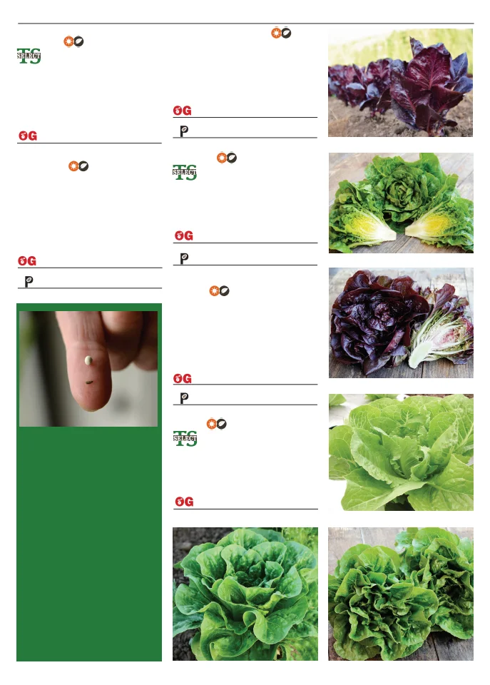 Territorial Seed Company Territorial Seed 2026 Spring Catalog - Page 49
