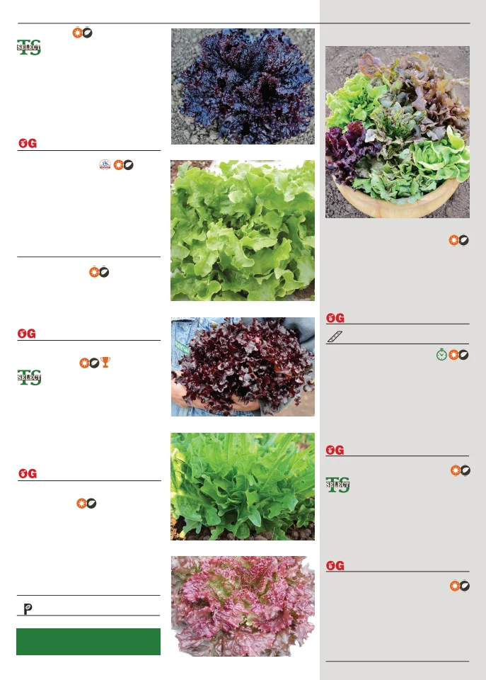 Territorial Seed Company Territorial Seed 2026 Spring Catalog - Page 51