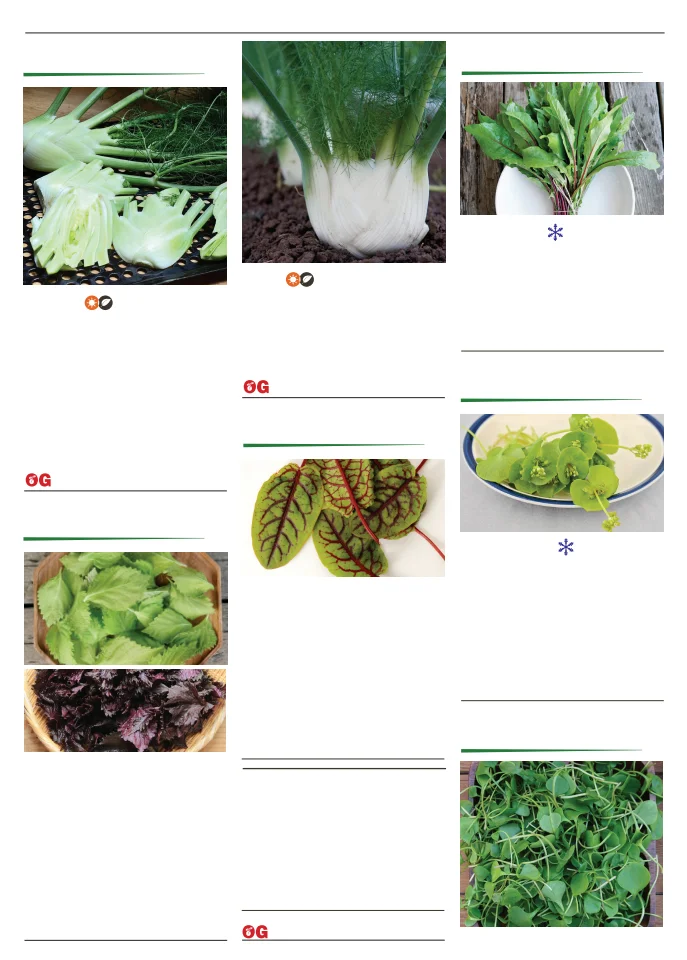 Territorial Seed Company Territorial Seed 2026 Spring Catalog - Page 55