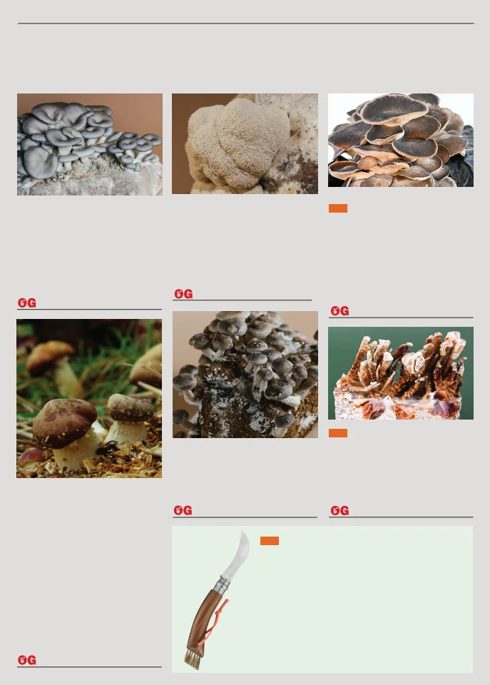 Territorial Seed Company Territorial Seed 2026 Spring Catalog - Page 61