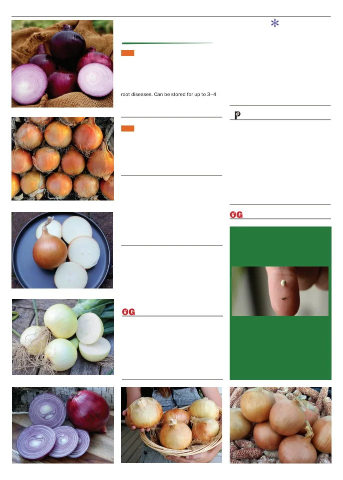 Territorial Seed Company Territorial Seed 2026 Spring Catalog - Page 64